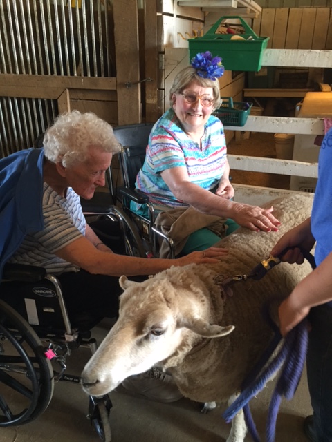 Photo of senior citizens petting a sheep in the barn at Nature's Edge