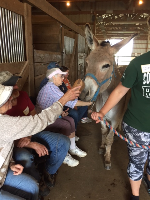 Photo of a donkey being fed by senior citizens in the barn at Nature's Edge