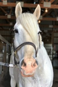 white horse looking directly at the camera