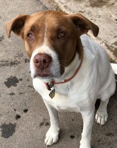 Brown and white dog with red collar sitting and looking at the camera