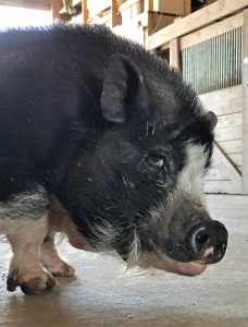 Photo of black pot-bellied pig looking sideways at the camera