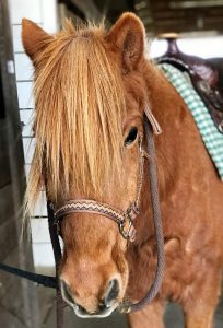 Photo of brown horse with its forelock in its eyes and a brown leather halter, looking at the camera. The horse is saddled up. 