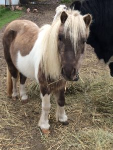 Photo of gray and white pony with long white mane looking at the camera