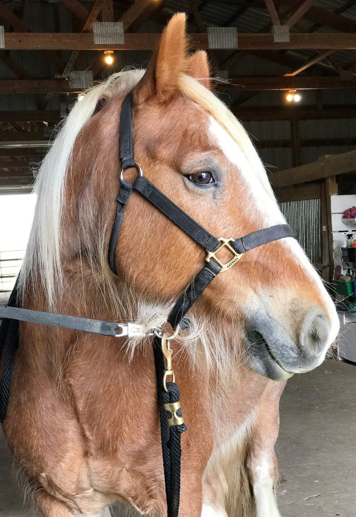 simba steffi horse trailer