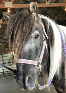 Photo of black and white horse in a purple halter looking at the camera