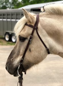 Sandy-colored horse with leather halter. You see the horse's face in profile. 