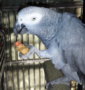 Photo of Amazon Gray Parrot with a peanut clutched in one foot, getting ready to take a bite