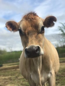 Photo of light tan jersey cow, face forward, with large black nose, dark eyes, and large forward facing ears.