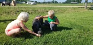 Young girl in pink and young boy in green bending down to pet black pot-belly pig in green field.