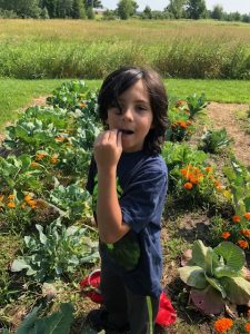 Young boy in dark shirt eating berry in front of vegetable and fruit garden.