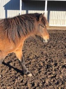 Photo pf brown horse with brown mane