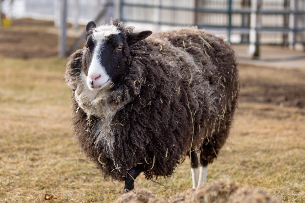 Photo of black and white sheep named Helen.