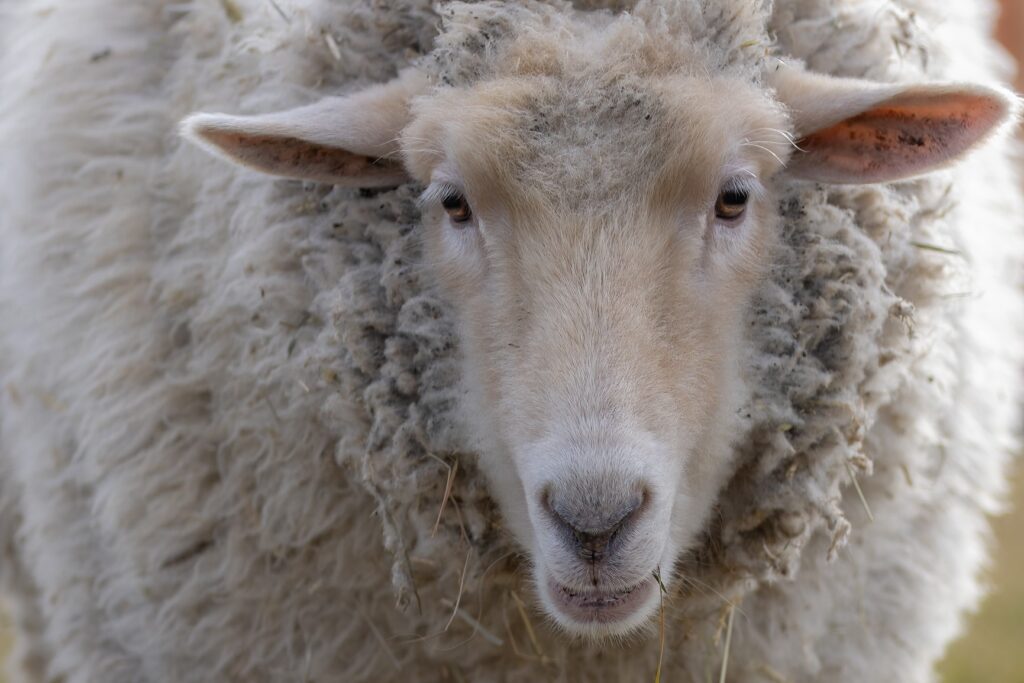 White sheep named Mario.