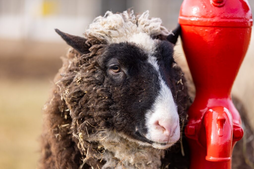 Black and white sheep named Mowgli.