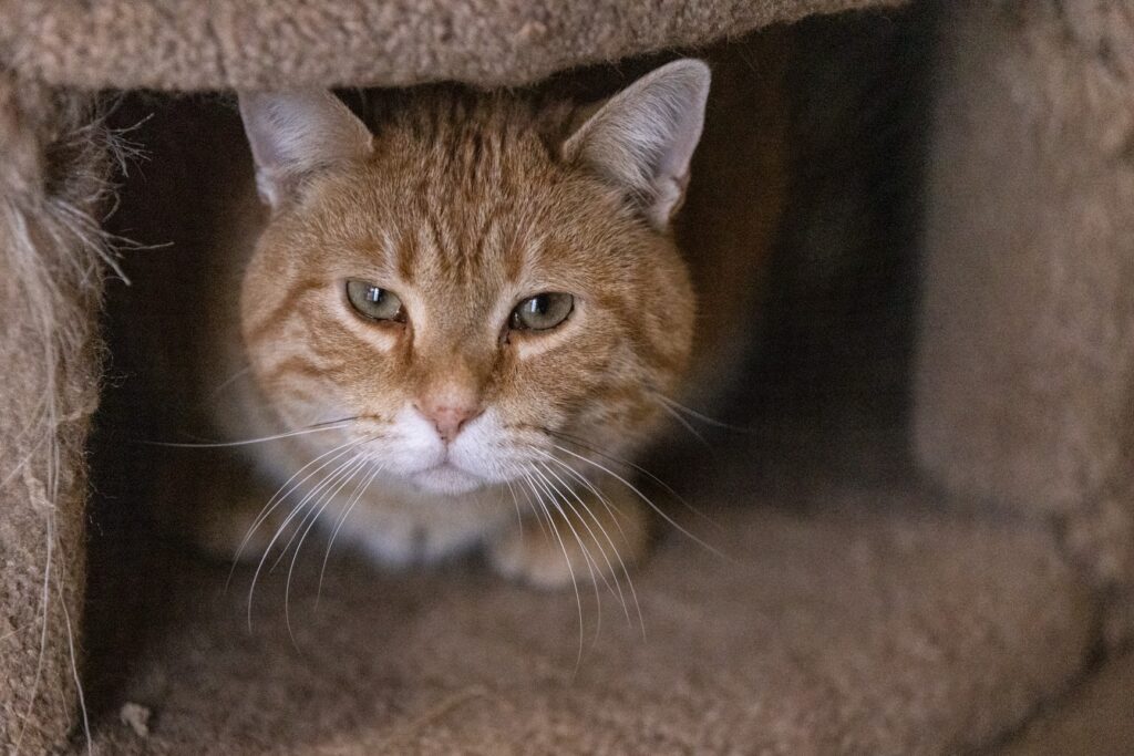 Orange and white cat named Zeus.